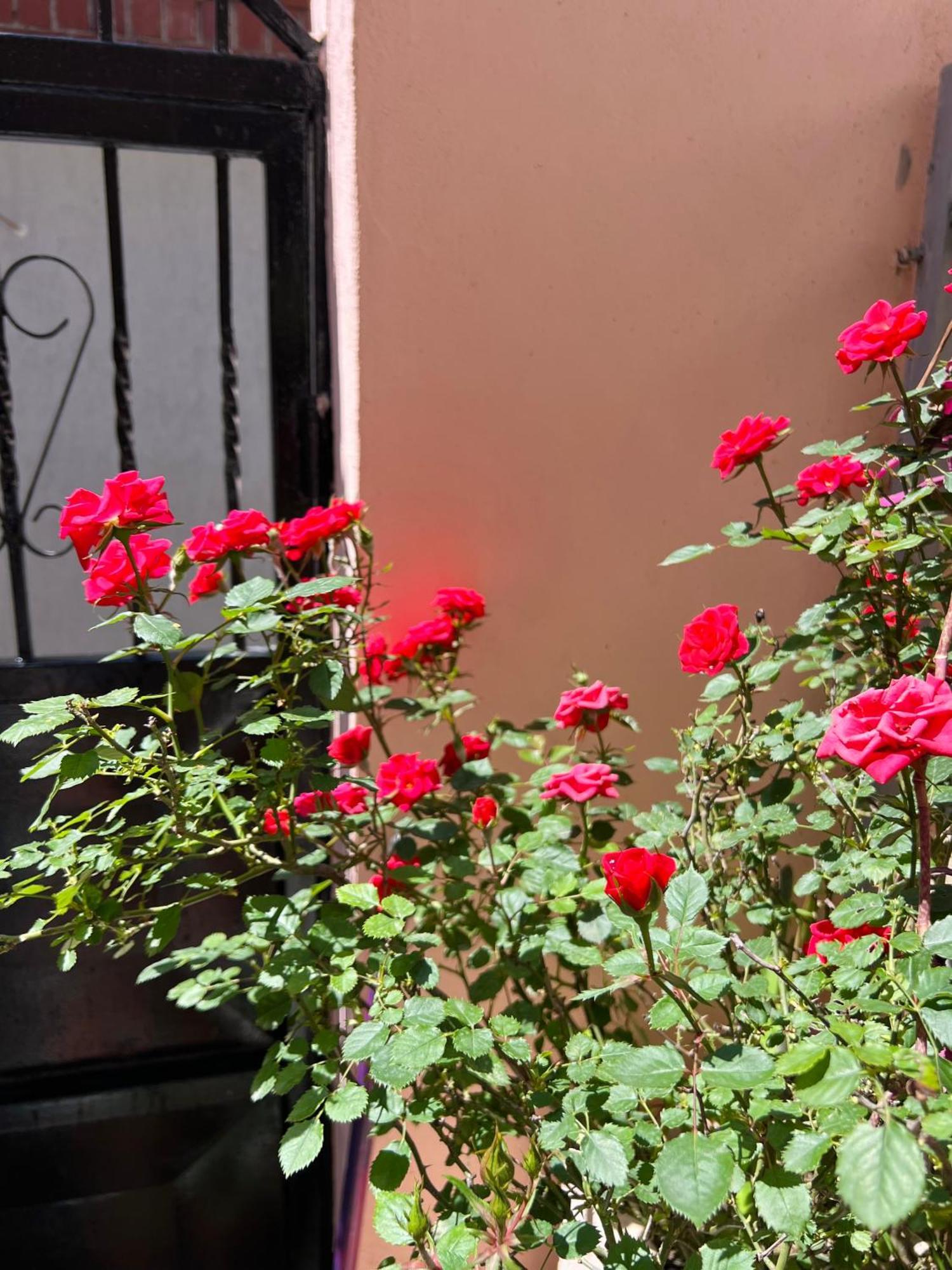 Ensalv - - - Penthouse * Berat